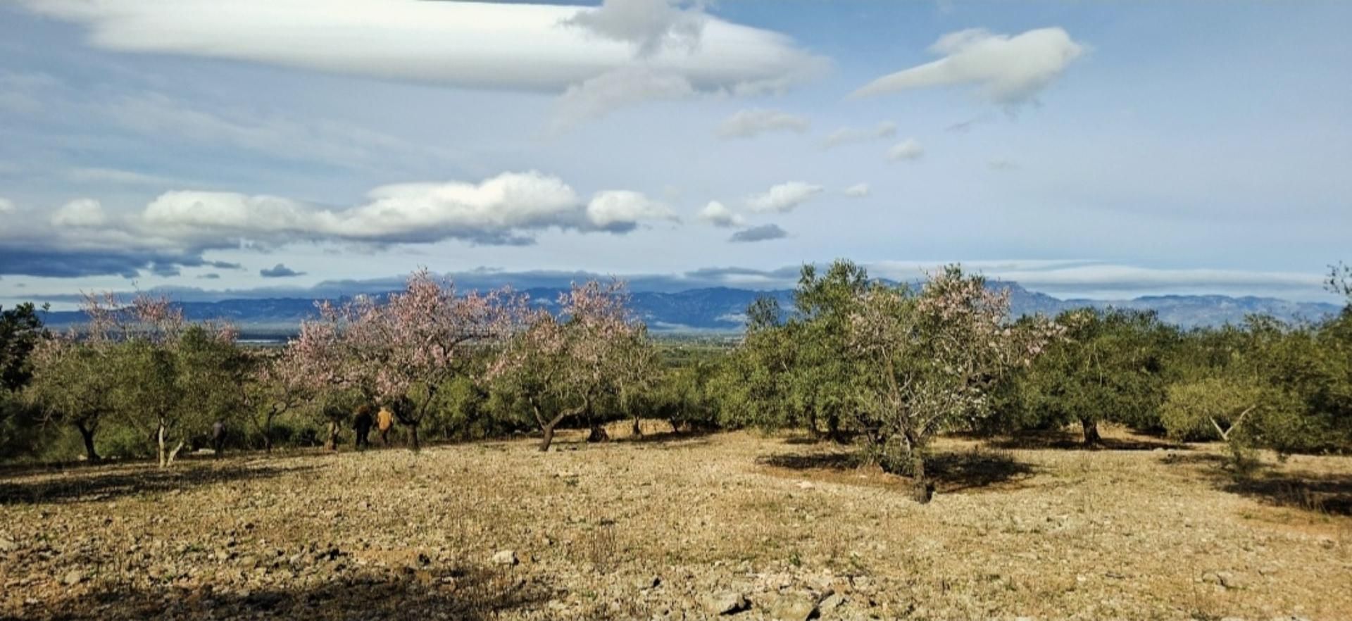 Finca rústica en venda en Amposta