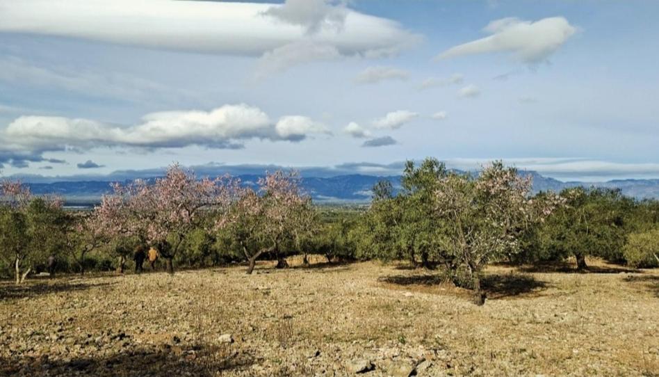 Finca rústica en venda a Partida Collades, 9143, Grau - Quintanes, Amposta - imatge 1 Foto 1 de Finca rústica en venda a Partida Collades, 9143, Grau - Quintanes, Amposta