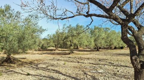 Finca rústica en venda a Partida Collades, 9143, Grau - Quintanes, Amposta - imatge 3 Foto 3 de Finca rústica en venda a Partida Collades, 9143, Grau - Quintanes, Amposta