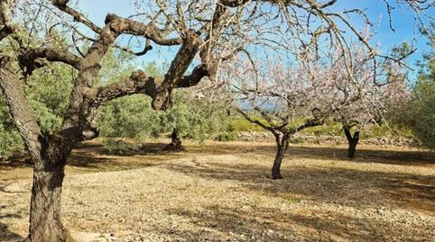 Finca rústica en venda a Partida Collades, 9143, Grau - Quintanes, Amposta - imatge 4 Foto 4 de Finca rústica en venda a Partida Collades, 9143, Grau - Quintanes, Amposta