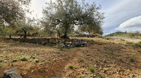 Finca rústica en venda a Partida Collades, 9143, Grau - Quintanes, Amposta - imatge 5 Foto 5 de Finca rústica en venda a Partida Collades, 9143, Grau - Quintanes, Amposta