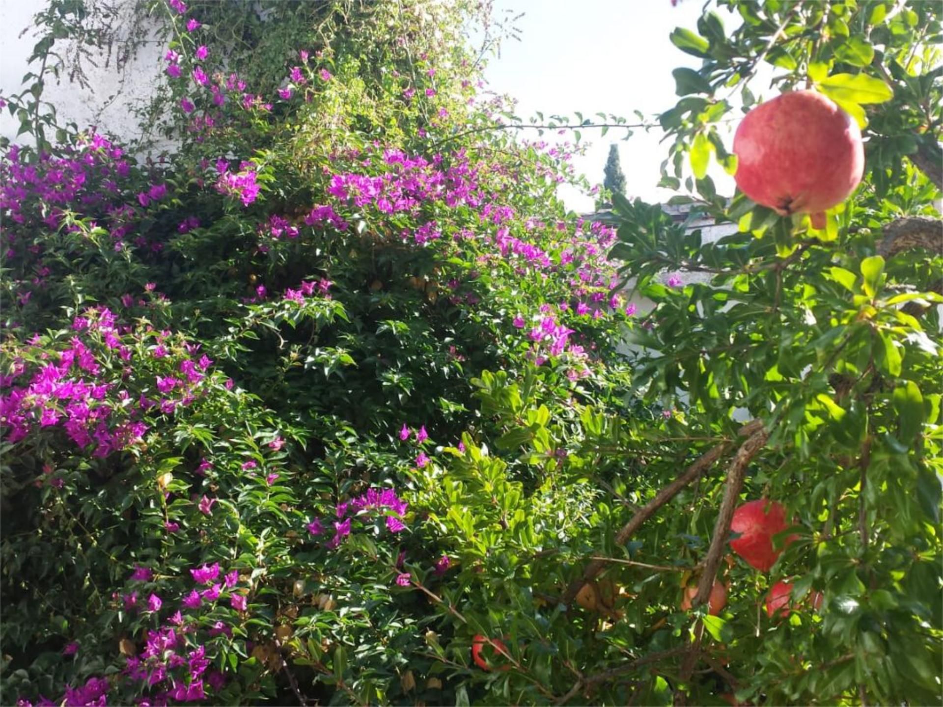 Jardín de Casa adosada para compartir en  Granada Capital con Aire acondicionado, Calefacción y Jardín privado