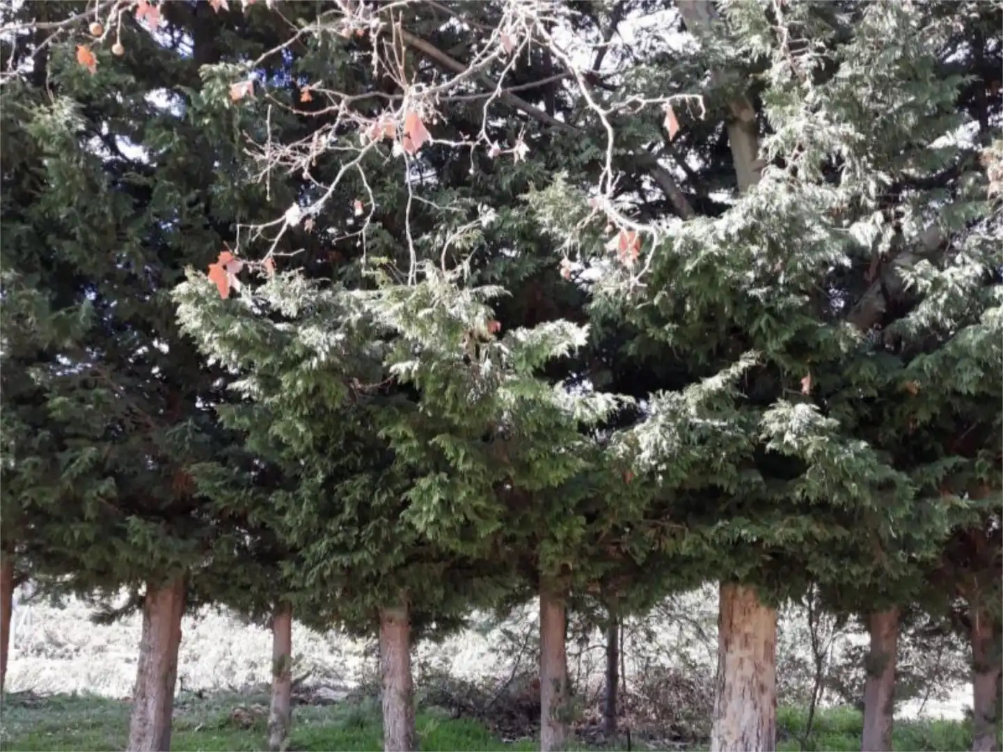 Jardí de Casa adosada en venda en Aguaviva amb Calefacció, Jardí privat i Terrassa