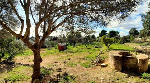 Pis en venda a Diseminado Poligono 15, 47, Binissalem, Illes Balears - imatge 4 Foto 4 de Pis en venda a Diseminado Poligono 15, 47, Binissalem, Illes Balears