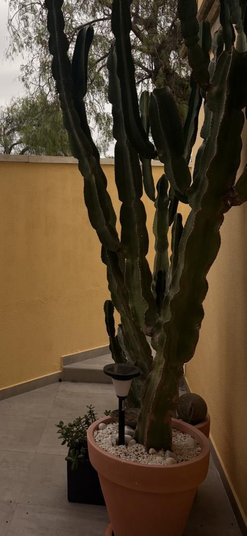 Vista exterior de Dúplex en venda en Las Palmas de Gran Canaria amb Jardí privat, Terrassa i Traster