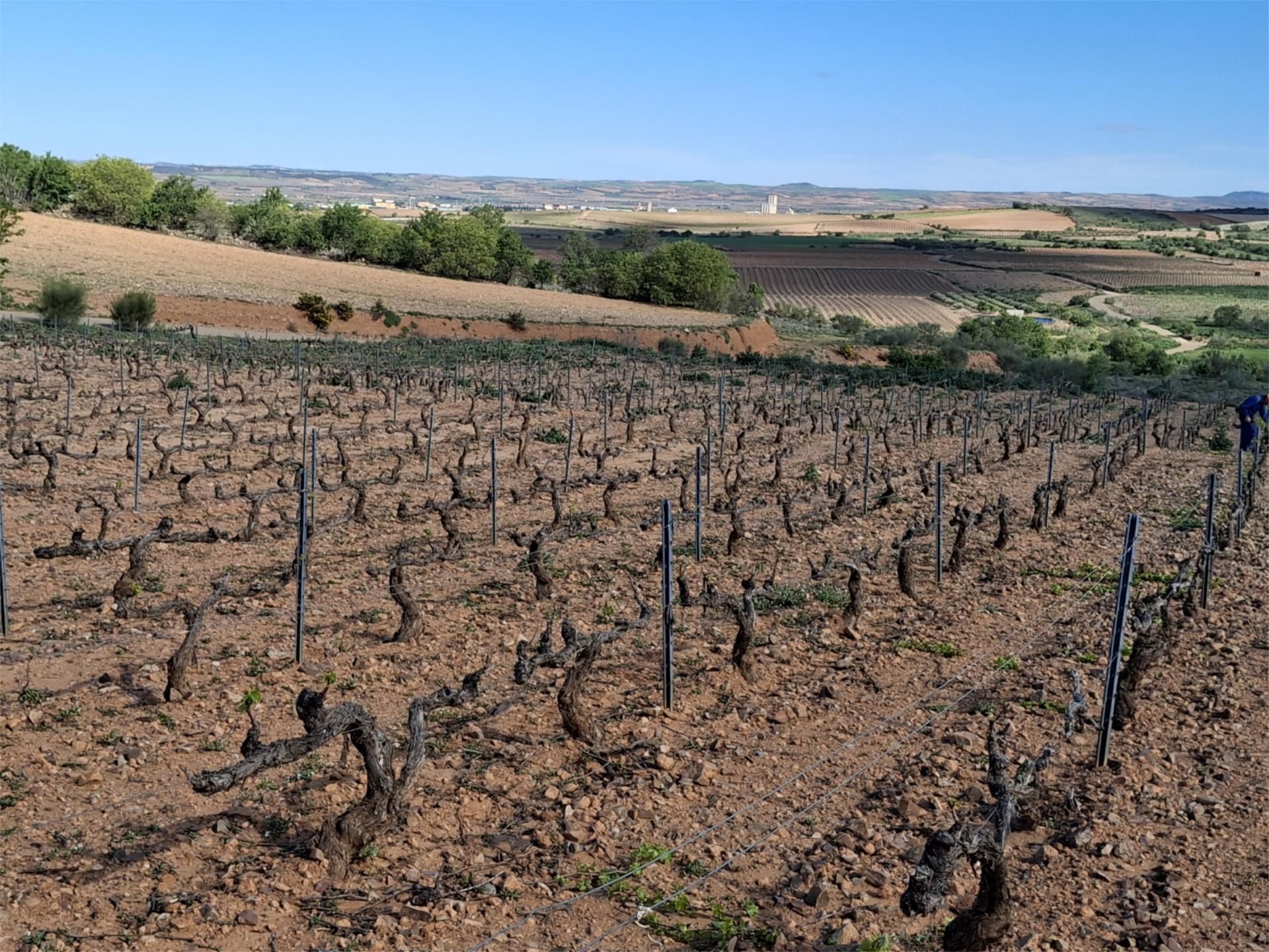 Vista exterior de Terreny en venda en Cariñena