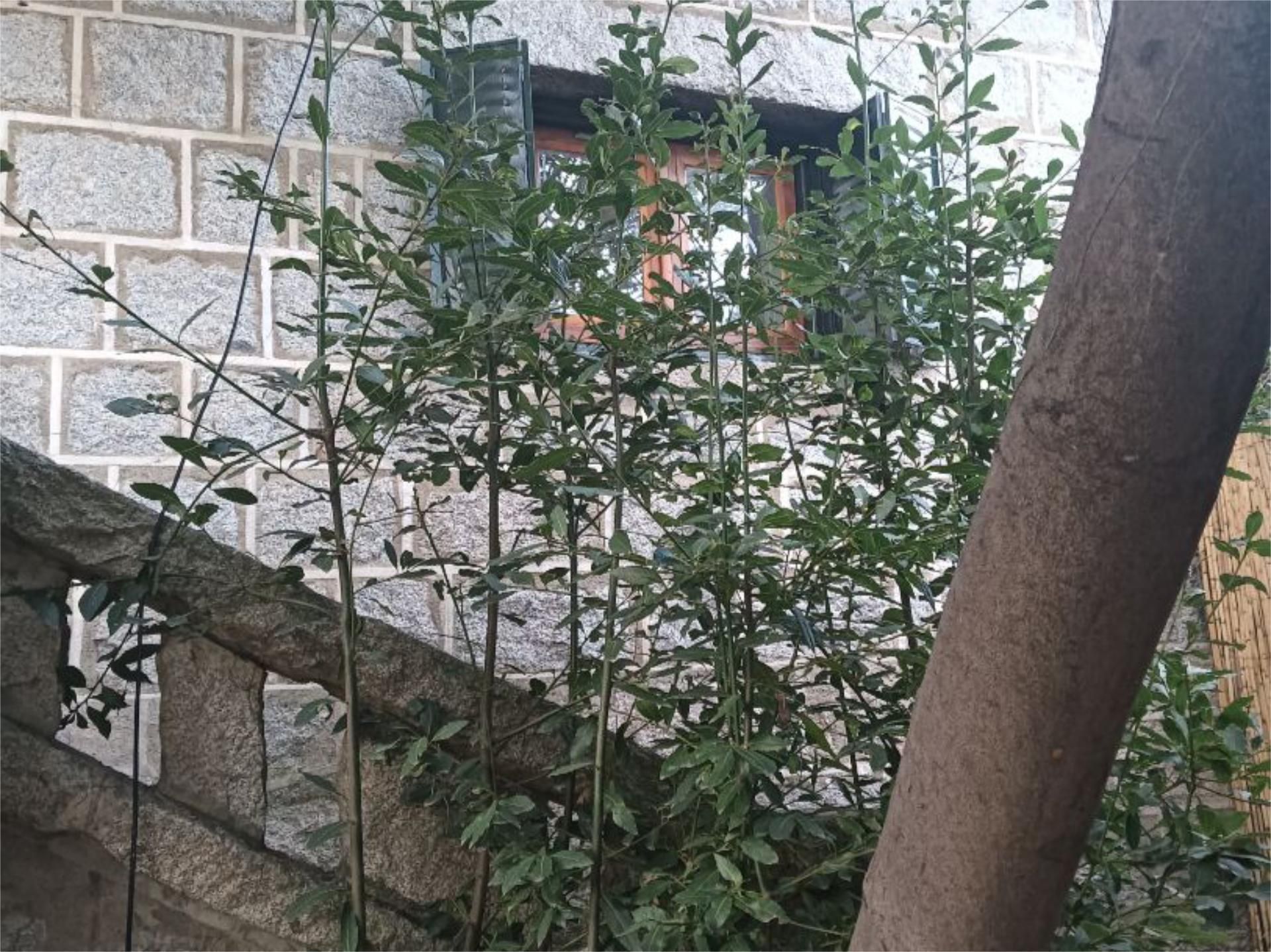 Terraza de Apartamento de alquiler en Los Molinos