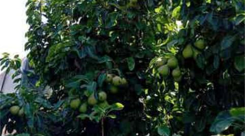 Foto 4 de Apartamento en venta en Chipiona Norte, Chipiona