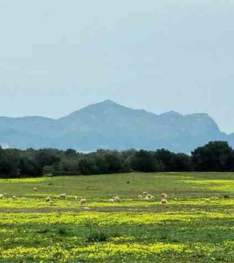 Foto 2 de Casa o xalet en venda a Santa Margalida Poble, Santa Margalida