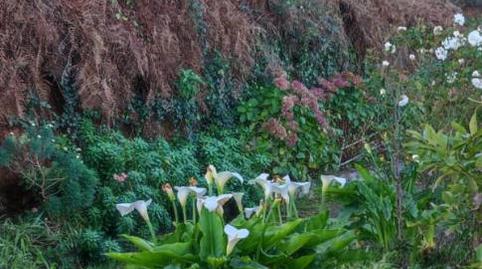 Foto 3 de Finca rústica en venta en Camino Los Chavocos, 49, Icod El Alto, Los Realejos