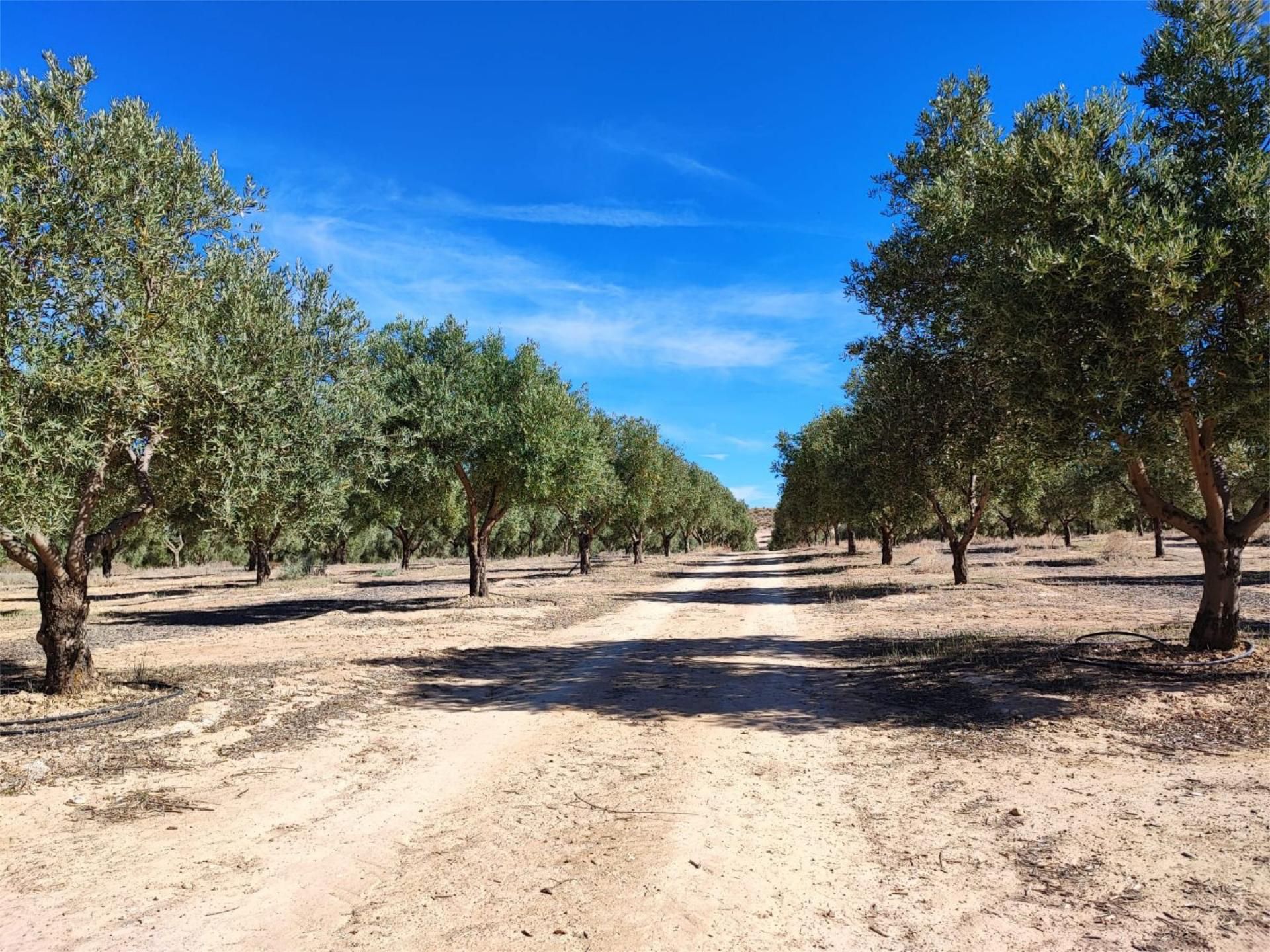 Vista exterior de Finca rústica en venta en Cúllar con Jardín privado, Terraza y Piscina