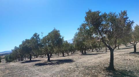 Foto 2 de Finca rústica en venta en Calle Puerta de Cullar, 1, Cúllar, Granada