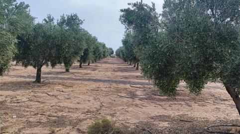 Foto 3 de Finca rústica en venta en Calle Puerta de Cullar, 1, Cúllar, Granada