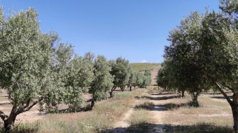 Foto 4 de Finca rústica en venta en Calle Puerta de Cullar, 1, Cúllar, Granada