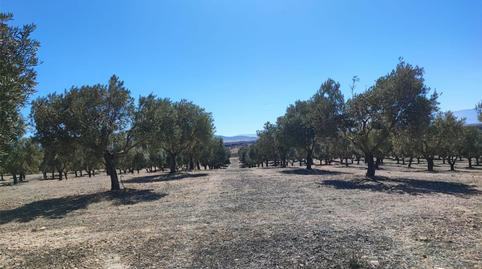 Foto 5 de Finca rústica en venta en Calle Puerta de Cullar, 1, Cúllar, Granada