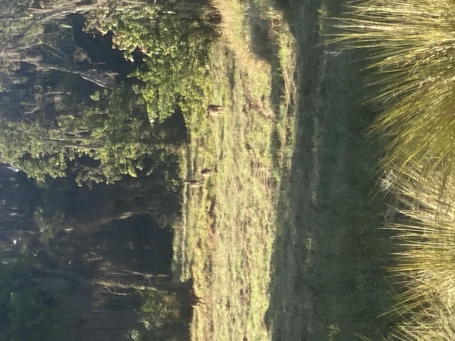 Flat for rent in Carrer Ricardo Curtoys Gotarredona, 32, Santa Eulària