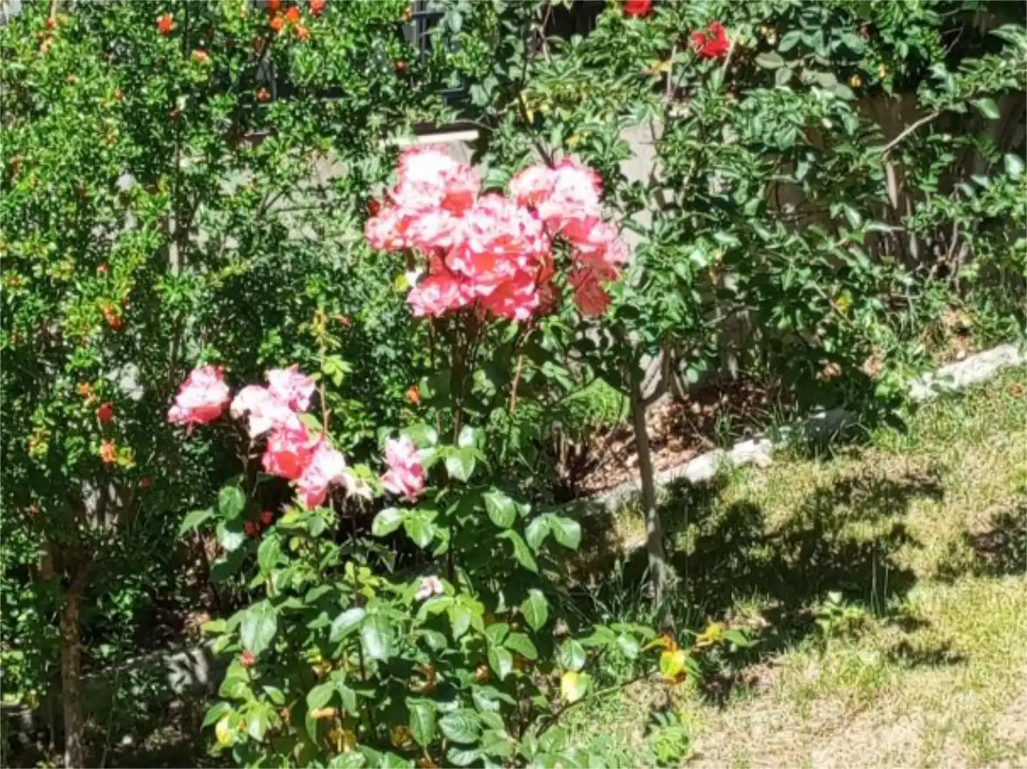 Casa o xalet en venda a Calle Cadalso de Los Vidrios, 775, Cadalso de los Vidrios Jardí de Casa o xalet en venda en Cadalso de los Vidrios amb Aire condicionat, Terrassa i Piscina