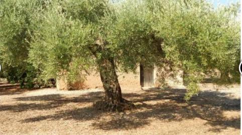 Foto 4 de Finca rústica en venda a Carrer Amposta, 27, La Galera , Tarragona
