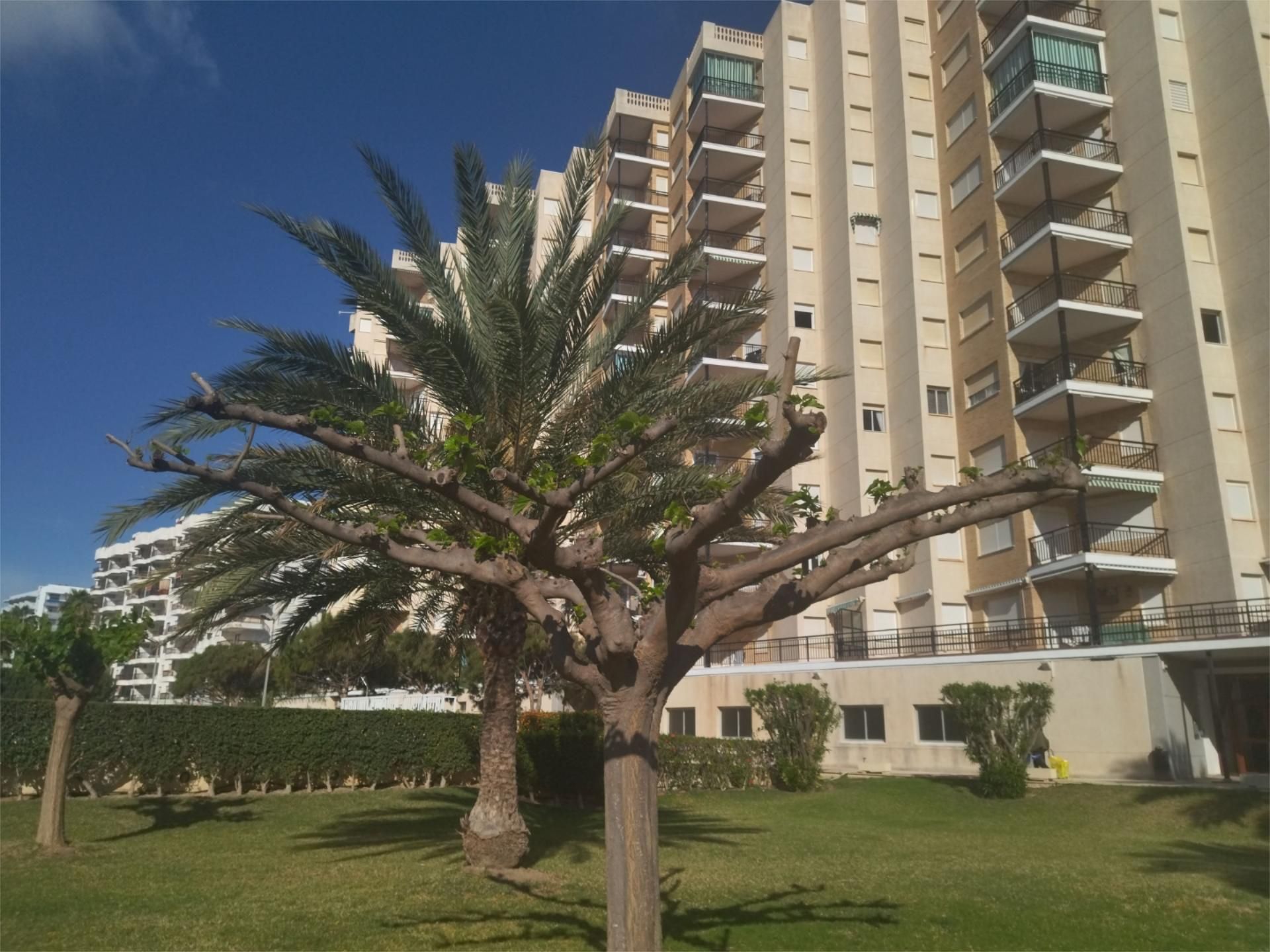 Apartament de lloguer a Carrer del Cap de Sant Antoni, 4, Playa de Gandia