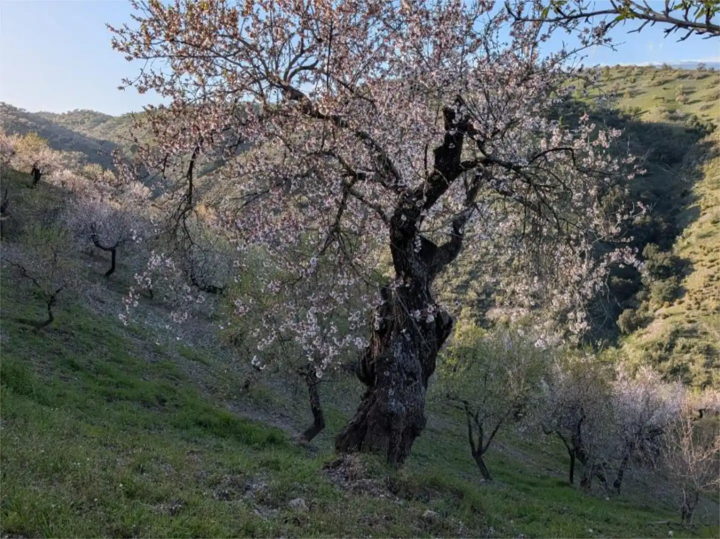 Wohnung zum Verkauf in Lugar Cortijo Teja, 4, Murtas Garten von Wohnung zum Verkauf in Murtas