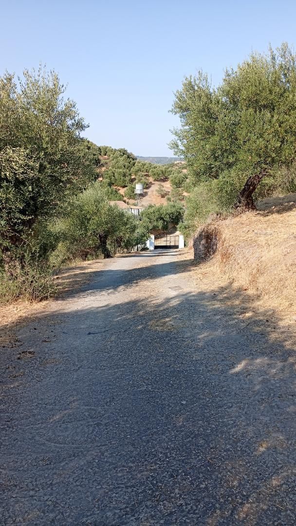 Vista exterior de Finca rústica en venta en La Puebla de los Infantes