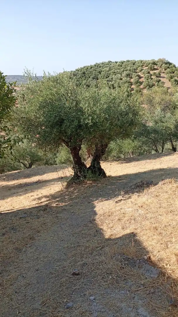 Finca rústica en venta en Calle de Antonio Machado, 29, La Puebla de los Infantes Vista exterior de Finca rústica en venta en La Puebla de los Infantes