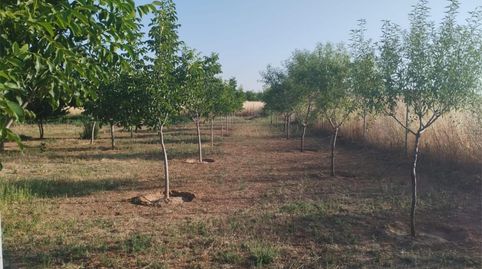 Terreno en venta en Carretera, 229, Área Rural-Valverde-Las Casas, Ciudad Real Capital - imagen 4 Foto 4 de Terreno en venta en Carretera, 229, Área Rural-Valverde-Las Casas, Ciudad Real Capital