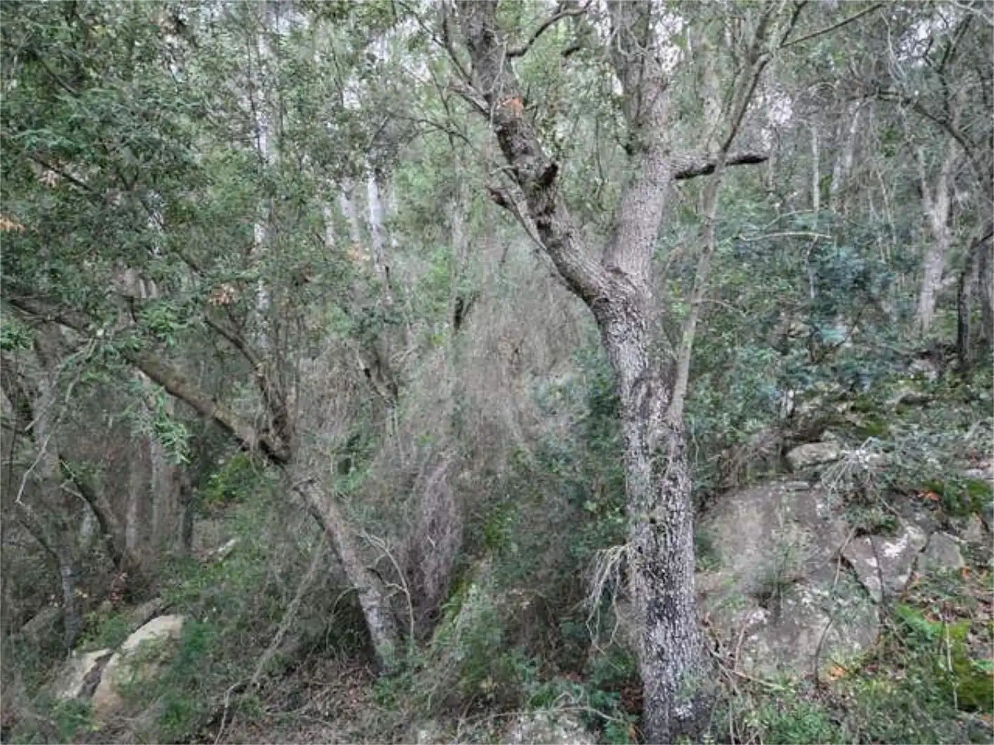 Garden of Houses for sale in Andratx