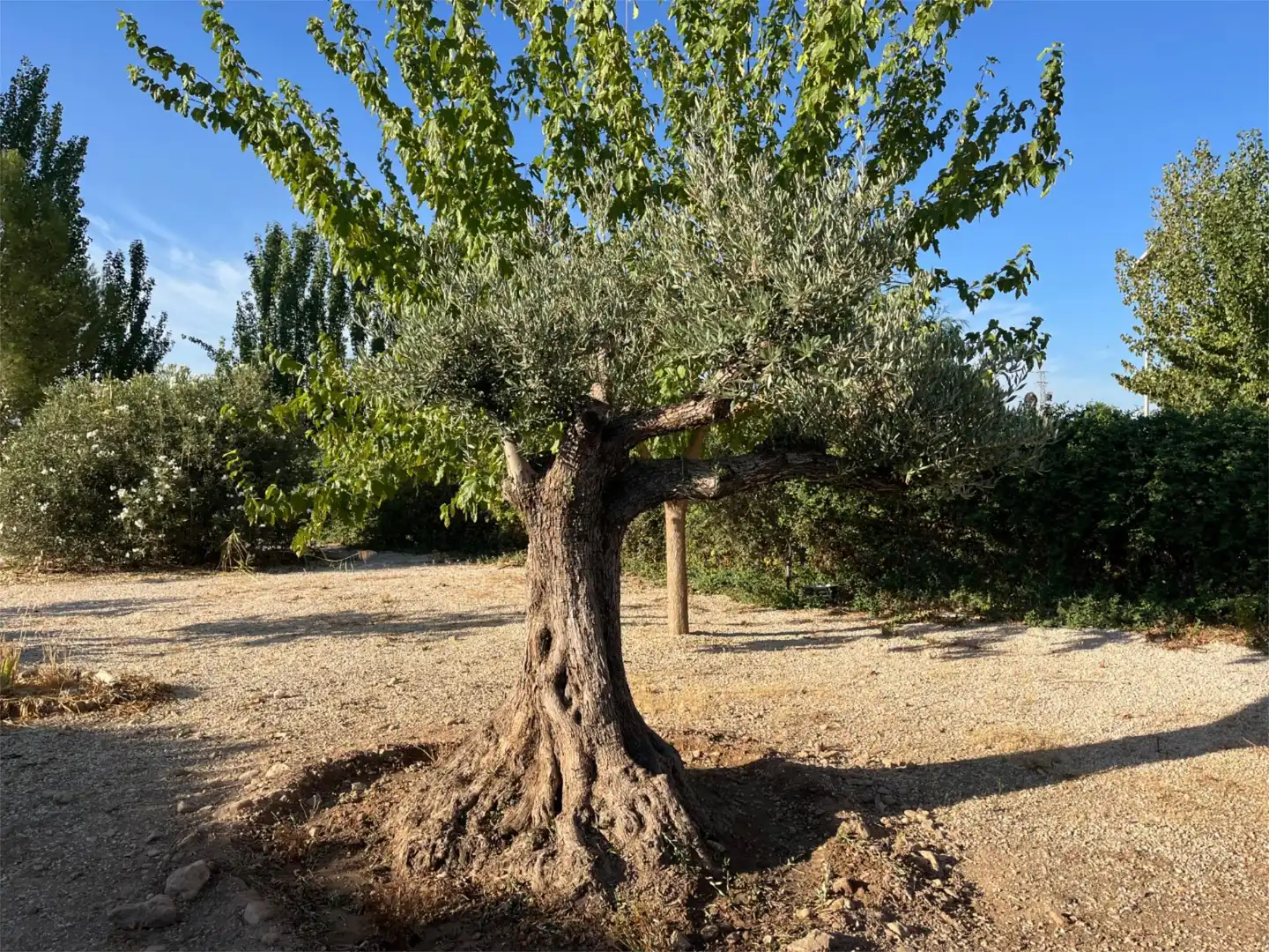 Finca rústica en venta en Calle Alfredo Nobel, 31, Huétor Tájar Jardín de Finca rústica en venta en Huétor Tájar con Jardín privado, Terraza y Piscina