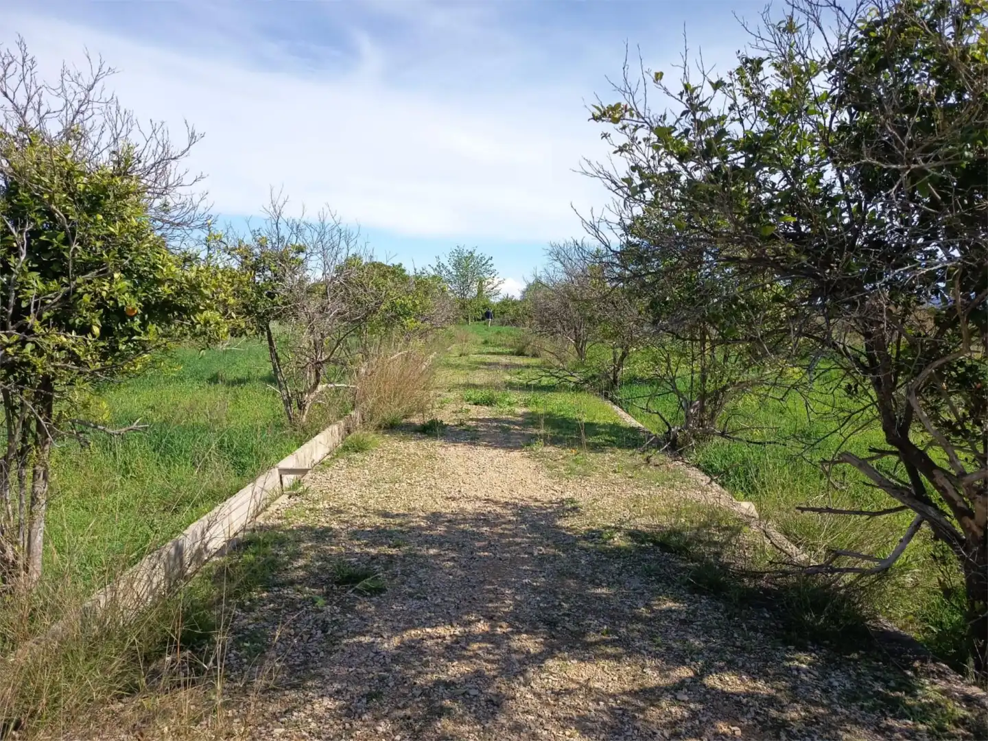 Land for sale in Librilla