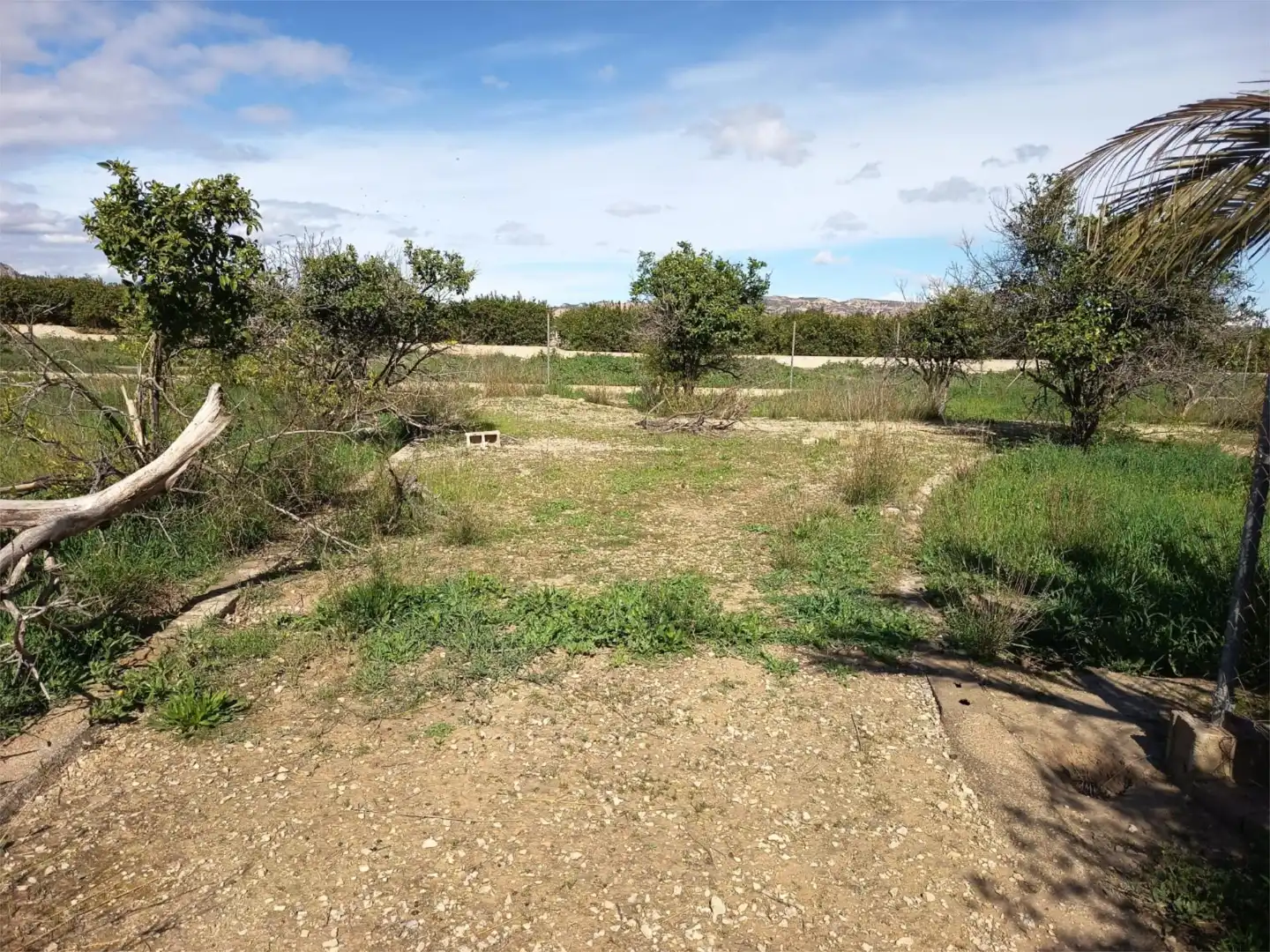 Land for sale in Librilla