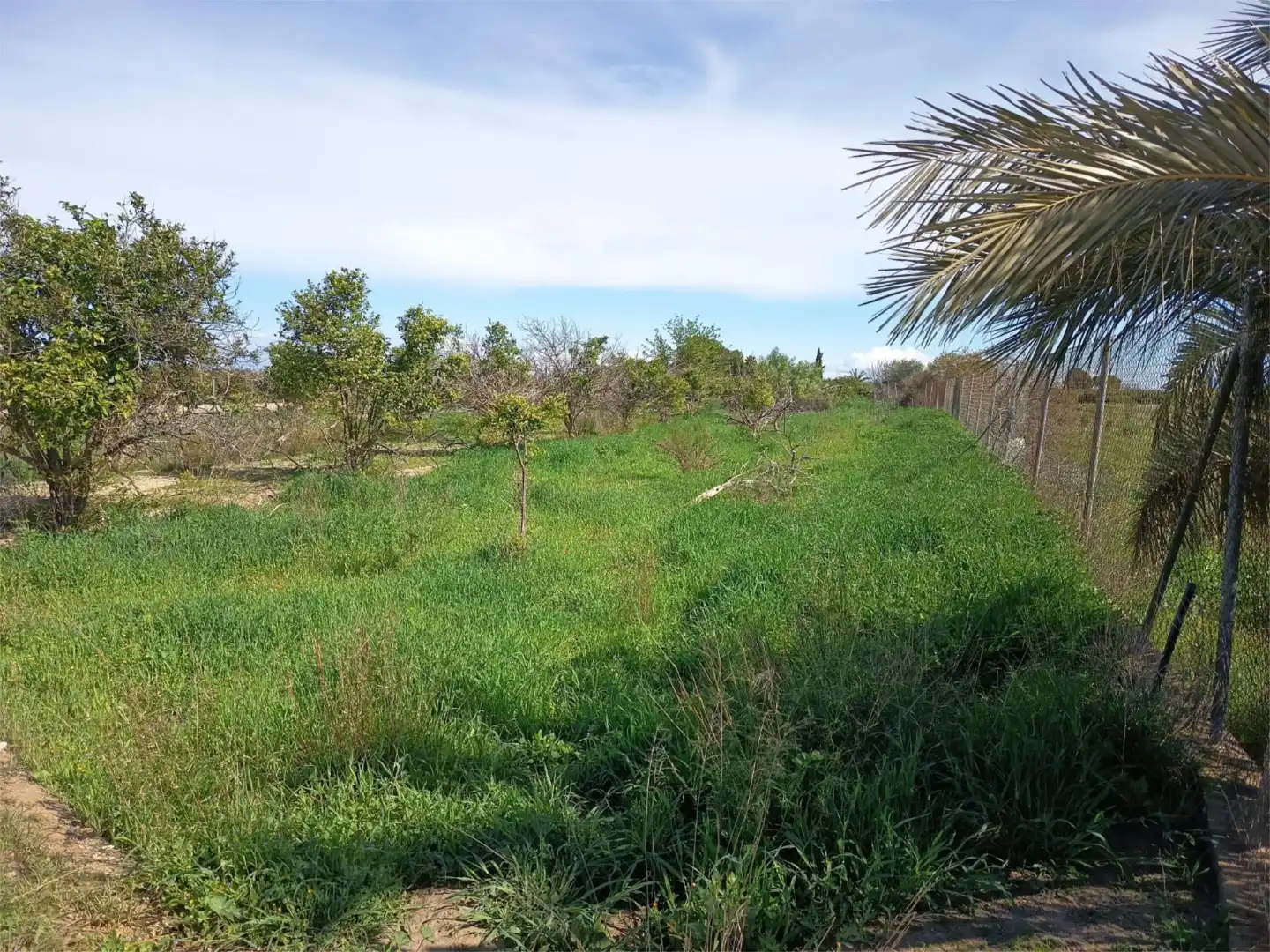 Land for sale in Librilla