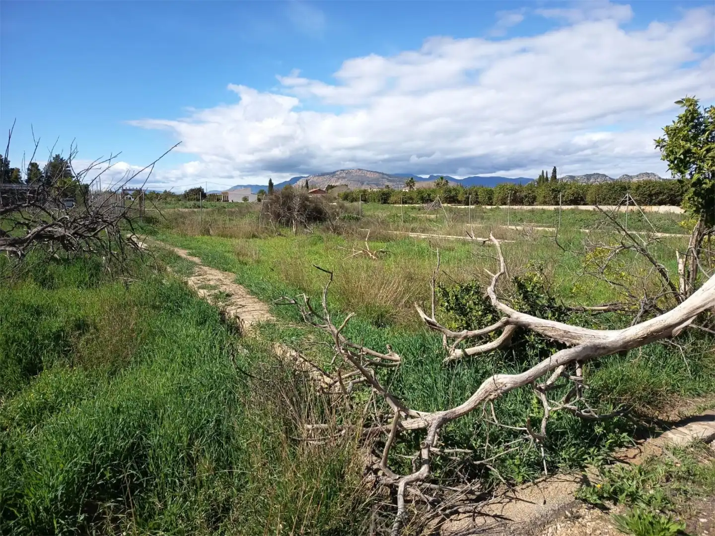 Land for sale in Librilla