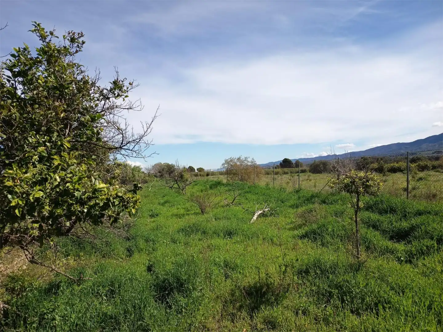 Land for sale in Librilla