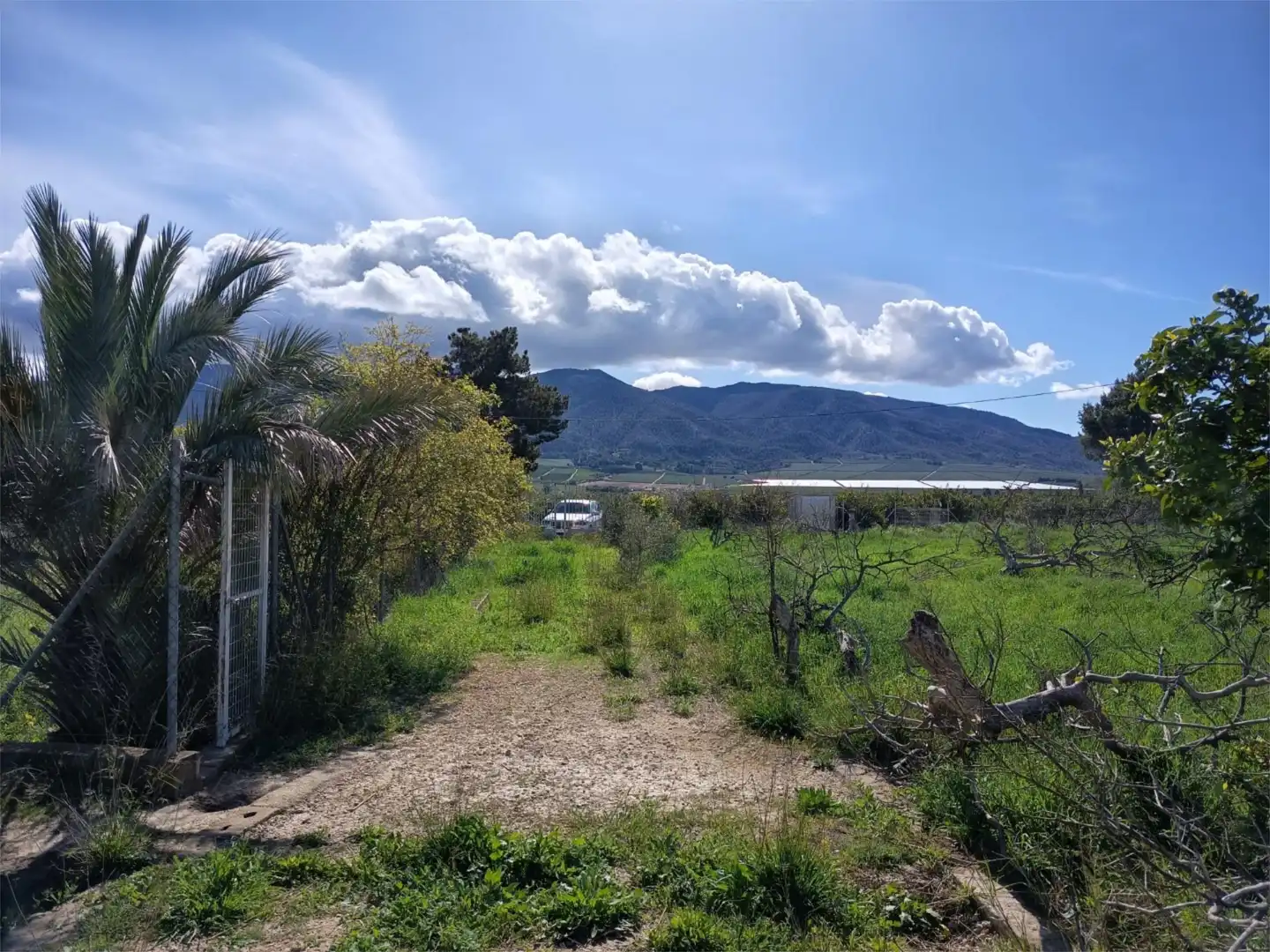 Land for sale in Librilla