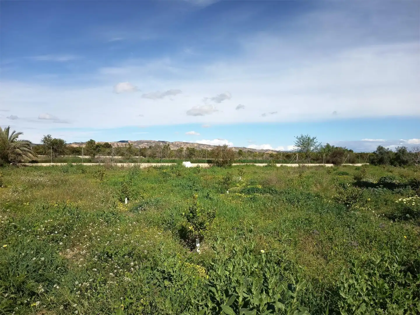 Land for sale in Librilla