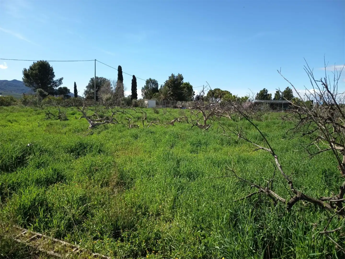 Land for sale in Librilla