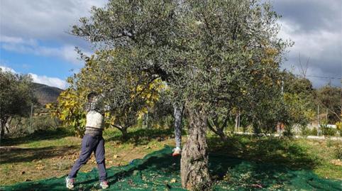 Foto 2 de Finca rústica en venta en Avenida del Doctor Felix Rodriguez de la Fuente, 10, Casas de Millán, Cáceres