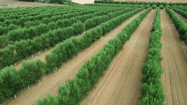 Finca rústica en Venta en Plaza de Andalucía, 6 en Los Palacios y Villafranca