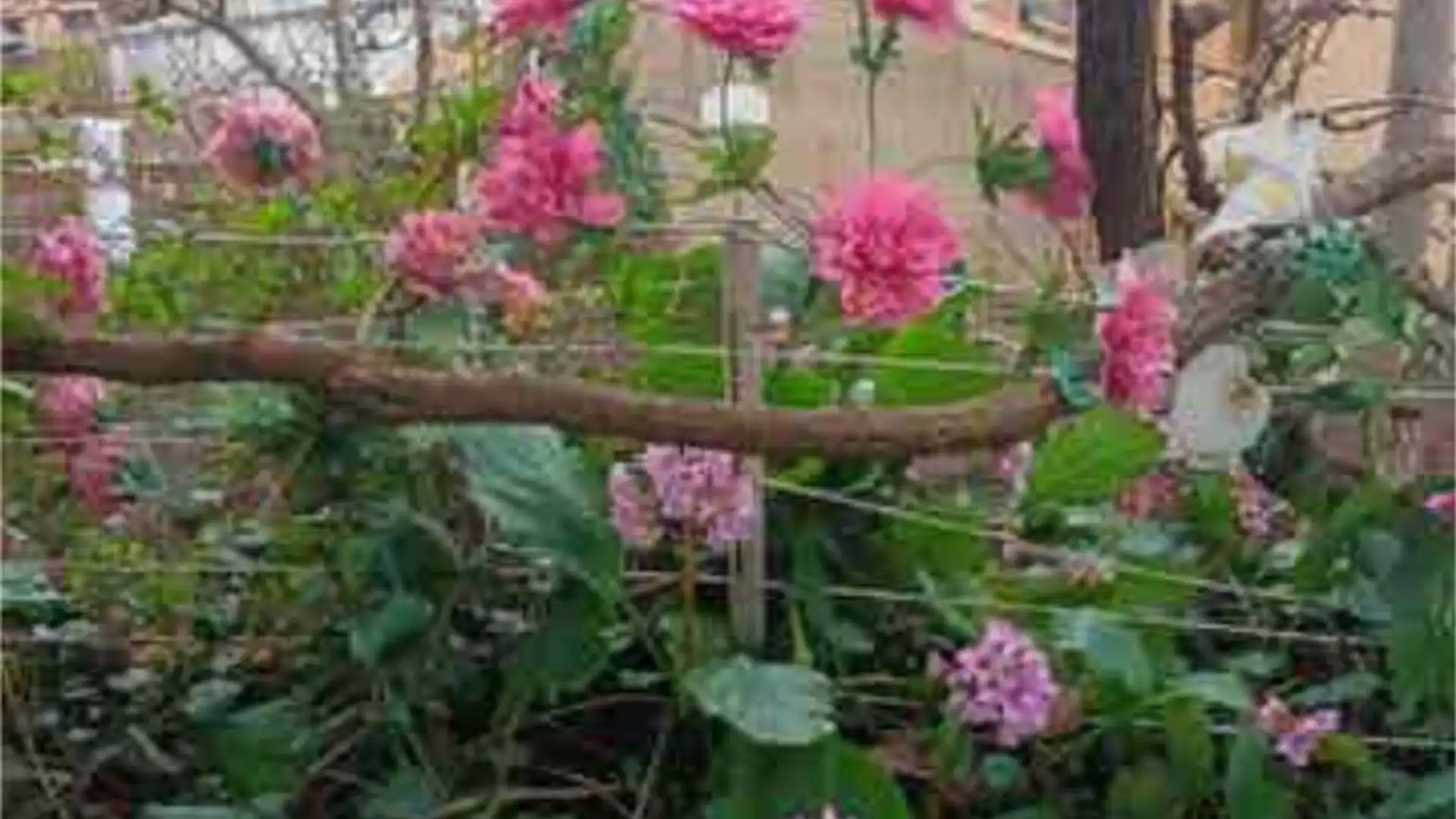 Garden of Single-family semi-detached for sale in Sant Hilari Sacalm  with Heating, Private garden and Terrace