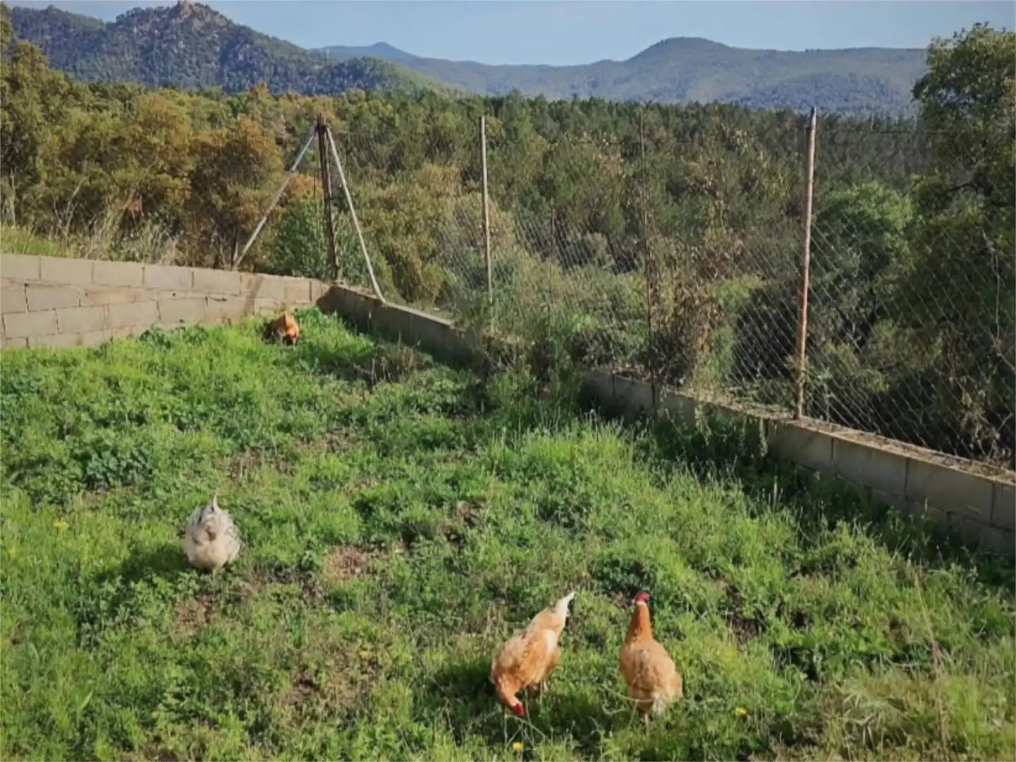 Casa o xalet en venda a Carrer Retama, 100, Riudarenes Casa o xalet en venda en Riudarenes amb Aire condicionat, Terrassa i Piscina