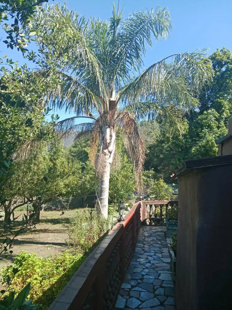 Casa o chalet en venta en Lugar Mamio, 1, El Bebedero - Pinolere - Aguamansa Jardín de Casa o chalet en venta en La Orotava