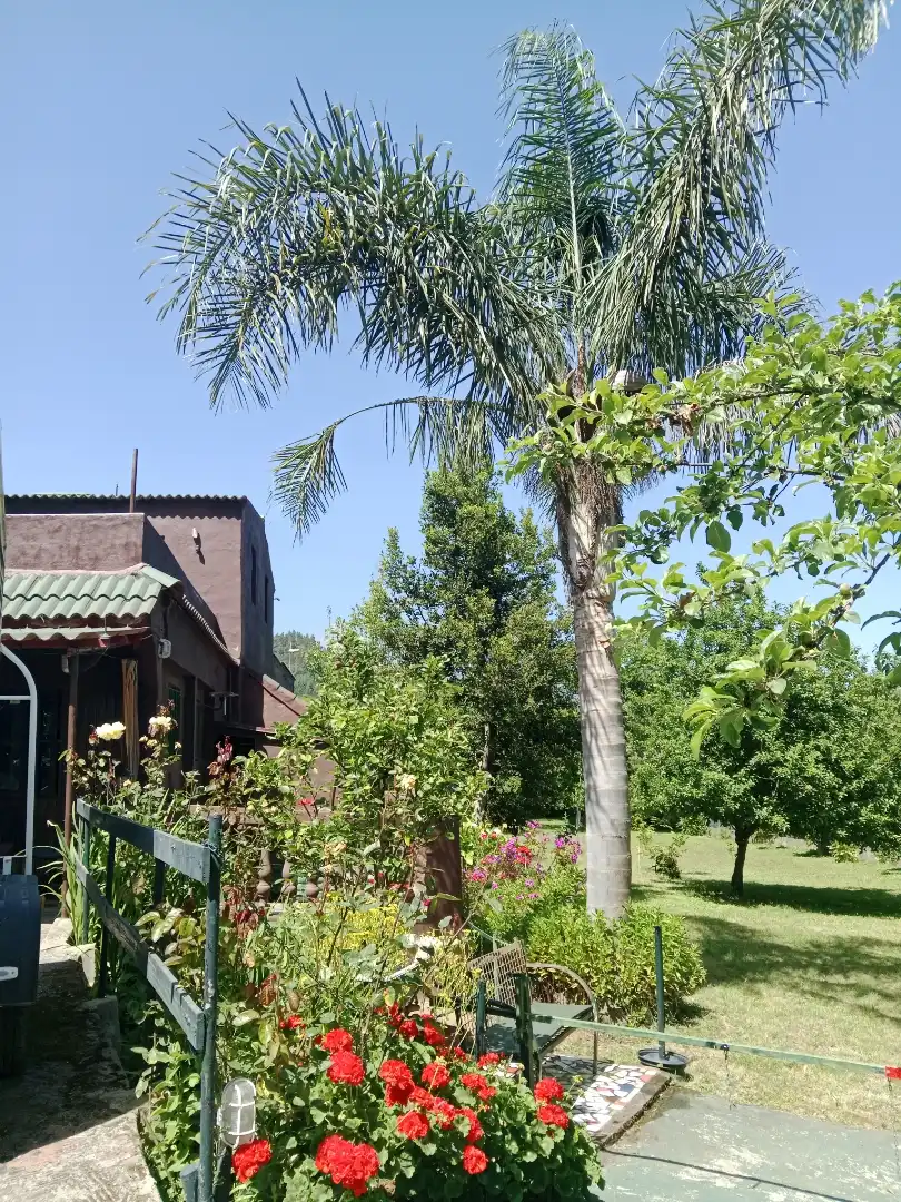 Casa o chalet en venta en Lugar Mamio, 1, El Bebedero - Pinolere - Aguamansa Jardín de Casa o chalet en venta en La Orotava