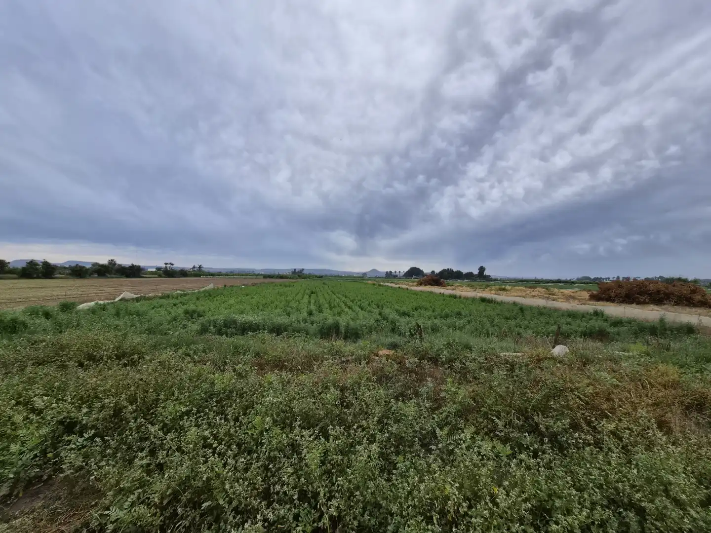 Finca rústica en venta en Partida Saavedra, 32, El Edén Finca rústica en venta en Guardamar del Segura