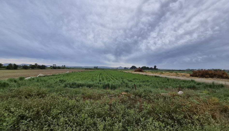 Finca rústica en venta en Partida Saavedra, 32, El Edén, Guardamar del Segura - imagen 1 Foto 1 de Finca rústica en venta en Partida Saavedra, 32, El Edén, Guardamar del Segura