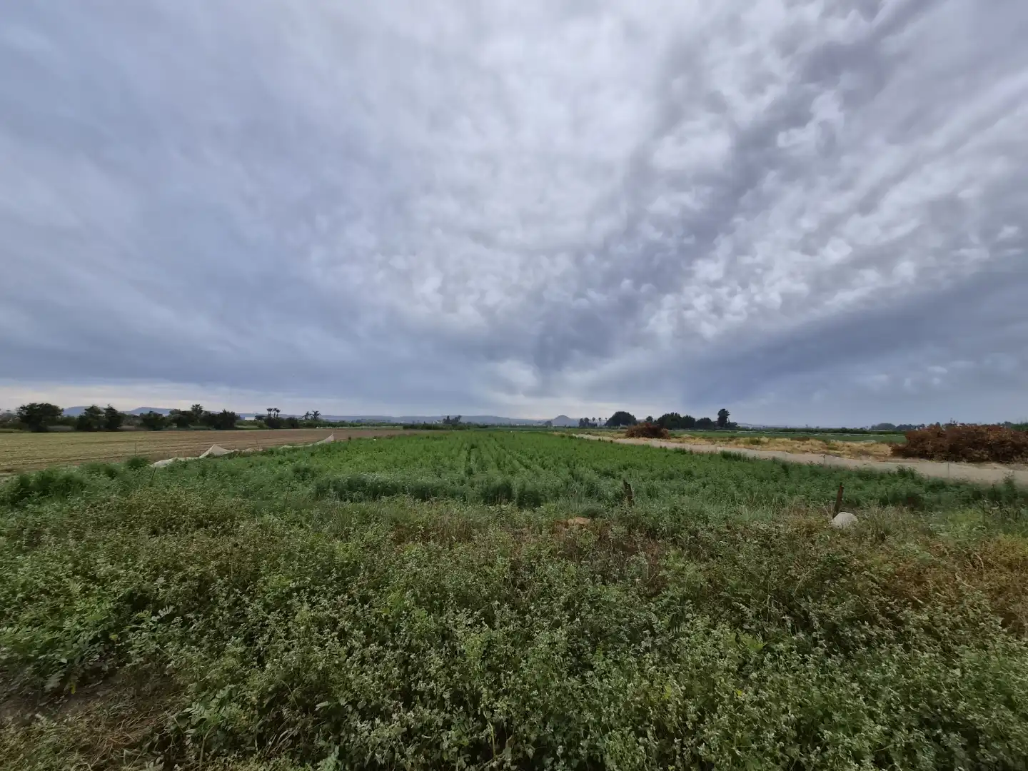 Finca rústica en venta en Partida Saavedra, 32, El Edén Finca rústica en venta en Guardamar del Segura