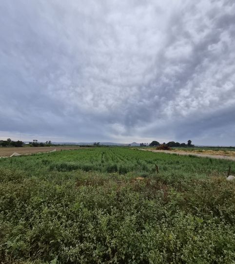 Finca rústica en venta en Partida Saavedra, 32, El Edén, Guardamar del Segura - imagen 2 Foto 2 de Finca rústica en venta en Partida Saavedra, 32, El Edén, Guardamar del Segura