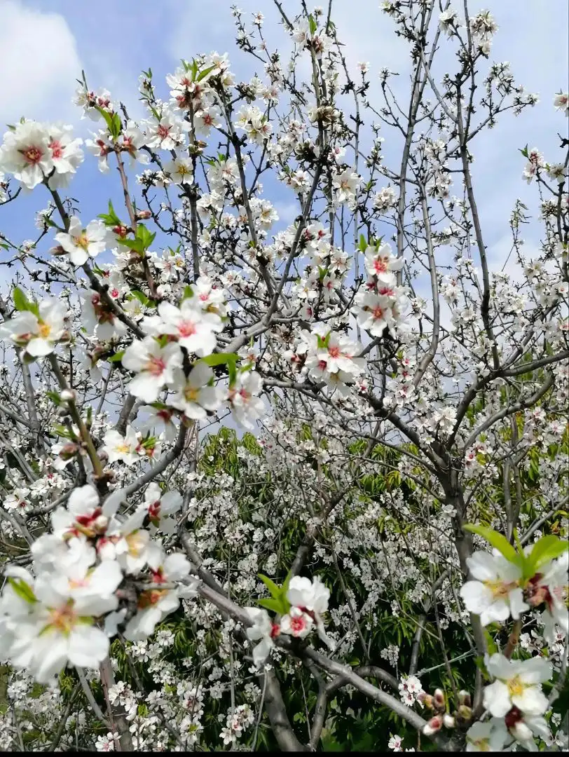 Piso en venta en Carretera, 188, El Velerín Jardín de Piso en venta en Estepona con Aire acondicionado, Calefacción y Jardín privado