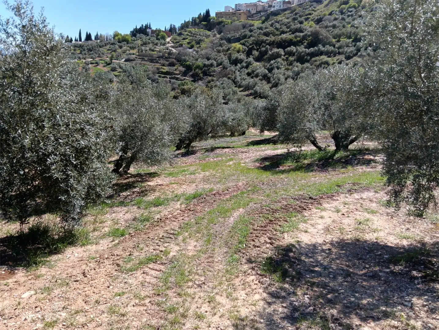 Finca rústica en venta en Beas de Segura