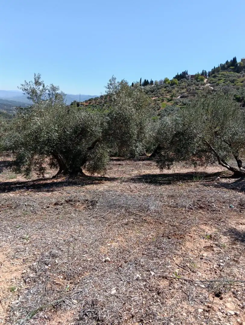 Finca rústica en venta en Beas de Segura